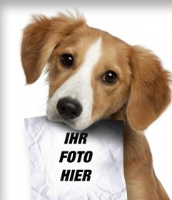 Fotomontage mit traurigen Welpen Hund auf der Suche nach seinem Besitzer, der eine Rolle in den Mund, wo Sie ein Bild hochladen kann, hat