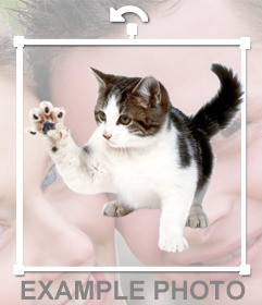 Krallte Katzenaufkleber, um Ihre Fotos online zu stellen