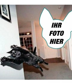 Fotomontage mit eine Katze springt, als ob es eine Explosion gab