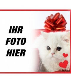 Romantische Postkarte mit weißen persische Kätzchen mit Herzen vor einem Geschenk-Box und das Foto, das Sie hochladen online
