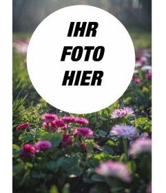 Feld der Blumen und Gras in der Sonne mit einem kreisförmigen Rahmen für Ihre Fotos