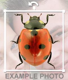 Fotomontage, um einen Marienkäfer in Ihre Fotos zu setzen