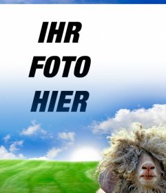 Fotomontage mit einem Schaf und einer grünen Wiese Hintergrund