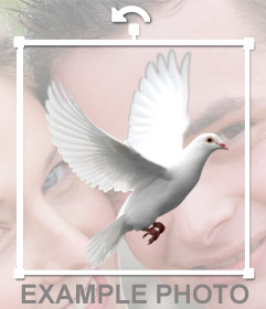 Weiße Taube fliegen Sie können Ihre Fotos mit unserem Redakteur Aufkleber setzen in. Legen Sie das Tier