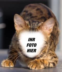 Fotomontage einer Wildkatze Ihr Gesicht zu setzen und eine Hybrid-Katzen-