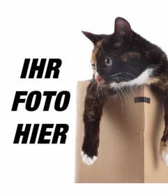 Fotomontage auf ein Kätzchen in eine Schublade gesteckt in einem Ihrer Bilder