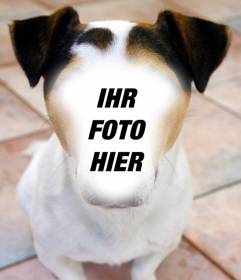 Fotomontage eines Hundes, wo Sie Ihr Gesicht und kostenlos
