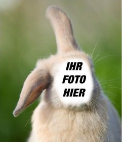 Online Fotomontage mit dem Gesicht auf den Körper eines Kaninchens