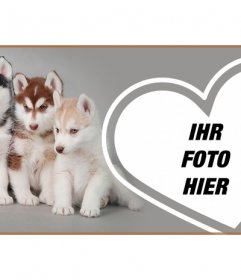 Passen Sie Ihre Facebook-Profil mit einer Abdeckung voller Husky Welpen und Ihr Foto
