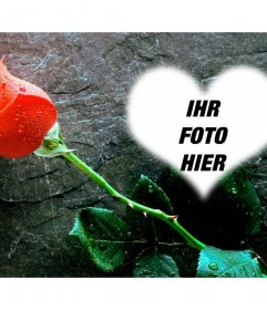 Setzen Sie ein Foto innerhalb eines Herzens mit einer Rose neben diesem Foto-Effekt lieben, dass man als Postkarte zu senden
