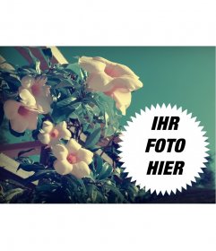 Foto-Collage mit Feder Schneeglöckchen Blumen auf dem Feld