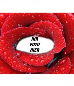 Fotomontage mit beiliegendem Foto innerhalb einer frischen Rose