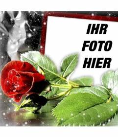 Postkarte für die Liebe mit einer Rose in dem Sie Ihr Foto setzen können