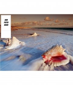 Hintergrund für Ihren Twitter Account von Muscheln am Strand