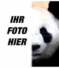 Verwandeln Sie Ihren Hälfte Pandagesicht mit dieser Fotomontage