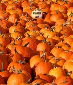 Jouez avec cette image pour cacher une image dans une pile de citrouilles 