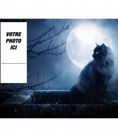 Personnalisés milieux twitter avec un chat noir et une nuit sans lune