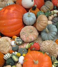 Masquer votre photo entre ces citrouilles et partager avec des amis Photomontage pour éditer et télécharger une photo où il sera caché entre autres citrouilles et de faire vos amis à vous trouver avec ce jeu amusant qui est virale sur les réseaux. Maintenant, vous pouvez créer ir avec notre éditeur dimage en ligne et est gratuite.