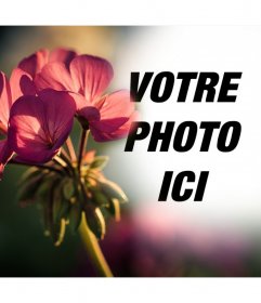 Gratuit effet photo à vos photos avec un filtre dune fleur