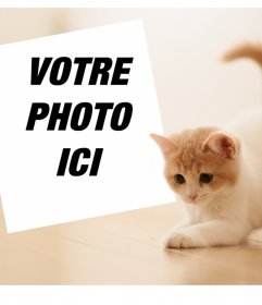 Effet photo avec un chaton mignon pour télécharger votre photo préférée