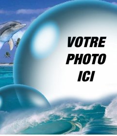 Les dauphins et une grosse bulle pour mettre votre photo pour 
