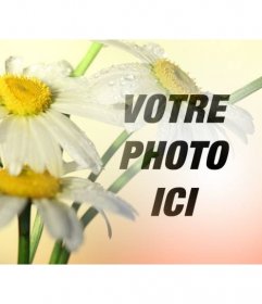 Collage de photo avec une image de fleurs de marguerite avec un fond orange où vous pouvez placer une photo et télécharger gratuitement