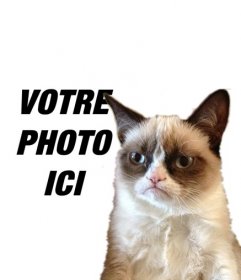 Photomontage avec Grumpry chat, meme qui est devenu célèbre partout sur Internet