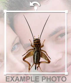 Bumper insectes avec de longues antennes et dappliquer à vos photos jambes