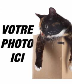 Photomontage de mettre un chat dans une boîte dans une de vos photos