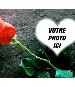 Mettez une photo à lintérieur dun coeur avec une rose à côté de cet effet de photo damour que vous pouvez envoyer comme carte postale