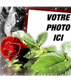 Carte postale d"amour avec une rose dans laquelle vous pouvez mettre votre photo