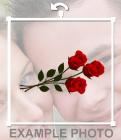 Belles roses rouges pour décorer vos photos