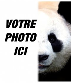 Transformez votre moitié panda visage avec ce photomontage