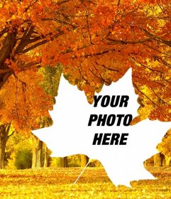 Photo collage of autumn with a background of trees and a leaf shaped frame