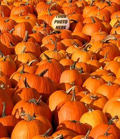 Play with this picture to hide an image in a pile of pumpkins
