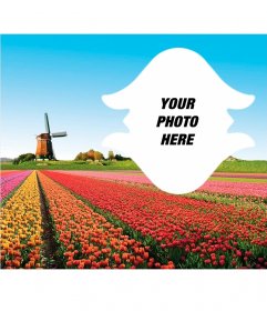 Postcard of Holland with tulips 