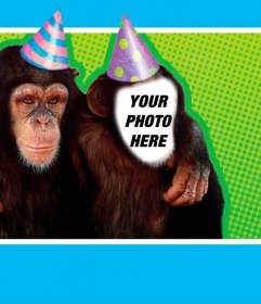 Photomontage with a monkey dressed with party hat