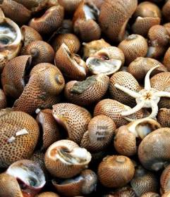 Game to find your face in a photo full of sea snails