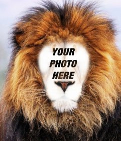 Photomontage of a lion to put your face online 