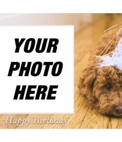 Photo effect of birthday with a dog for your photo 