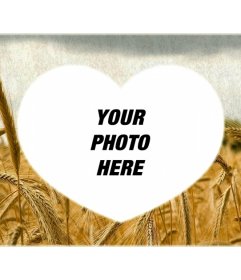 Heart-shaped Love frame with yellow wheat field in the background