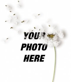 Create collages with a dandelion flower over your images and add a sentence with the color and font that you want