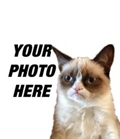 Photomontage with Grumpry cat, meme that has become famous all over the Internet