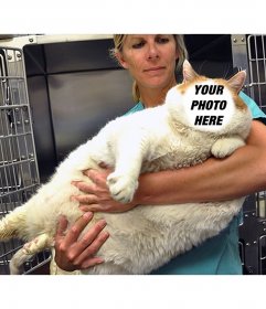 Photomontage of a fat cat to put your face online