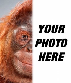 Photo montage with half your face turned into an orangutan