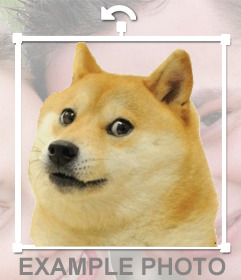 Sticker hình dán Doge meme