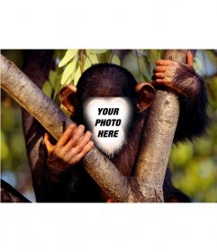 Fun effect to put your face to a monkey online