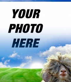 Photomontage with a sheep and a green meadow background
