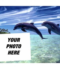 Postal of vacation to edit with your picture and add it with two dolphins