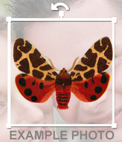 Paste a stylish moth in your images online with this sticker